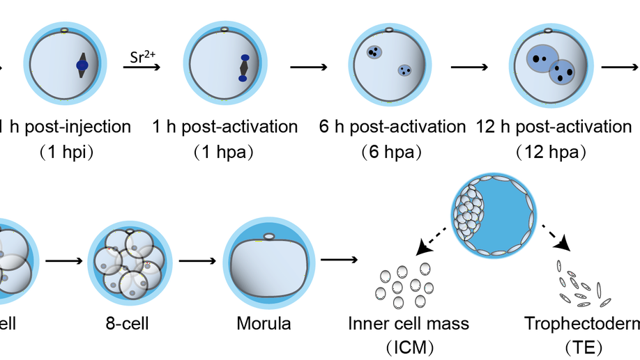 小鼠体细胞核移植过程中染色质高级结构重编程模式及分子机制